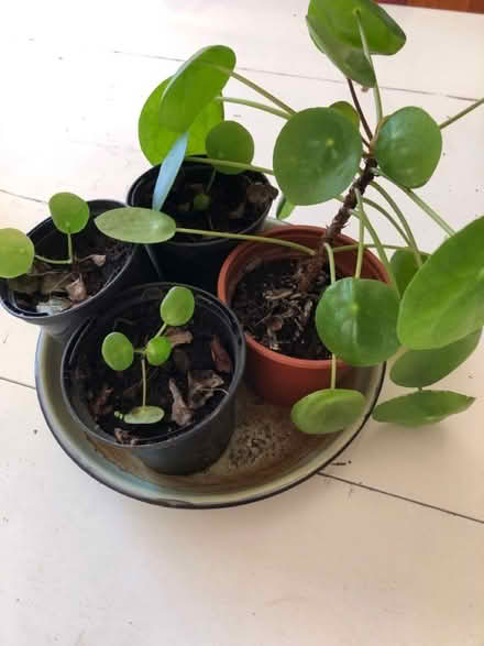 Photo of free Chinese Money Plants (Littlemore OX4) #1