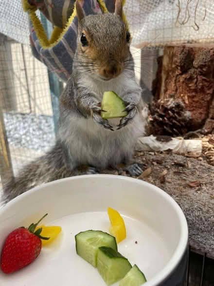 Photo of Pine cones (Humphrey's End GL5) #1