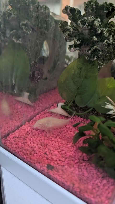 Photo of free Fish Tank 30l with accessories (Ha4) #3