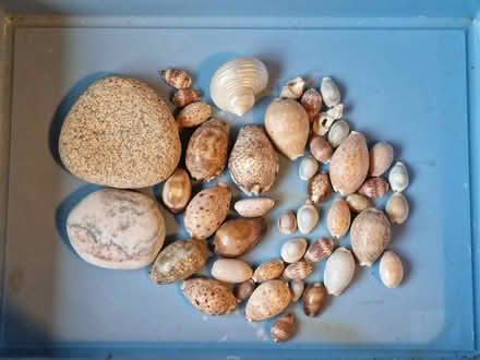 Photo of free Seashells and stones (Barton/Headington, OX3) #2