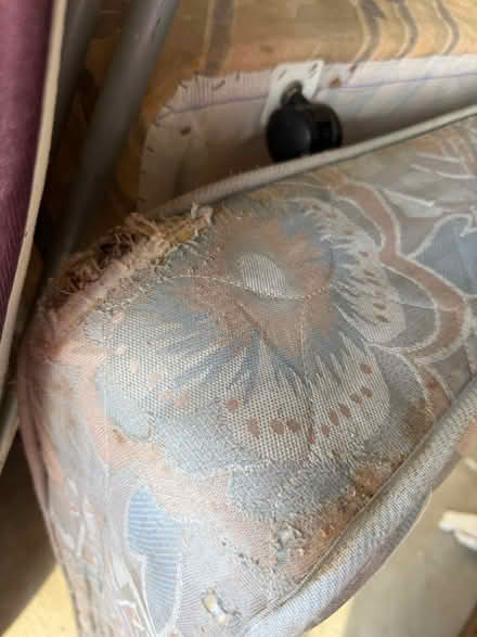 Photo of free King Single bed (Fitzgibbon) #1