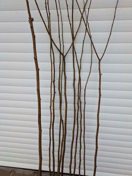 Photo of free Hazel Twigs (Bollington SK10) #2