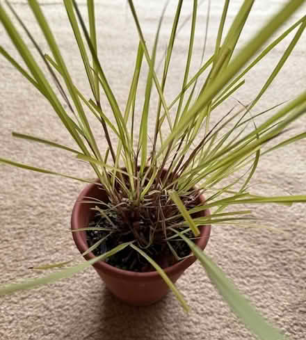 Photo of free Small Lemongrass Plant (Cupertino - DeAnza and 280) #1