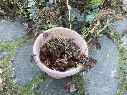 Photo of free Outdoors plants (Northwest Seattle, phinney) #1