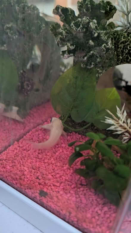 Photo of free Fish Tank 30l with accessories (Ha4) #2