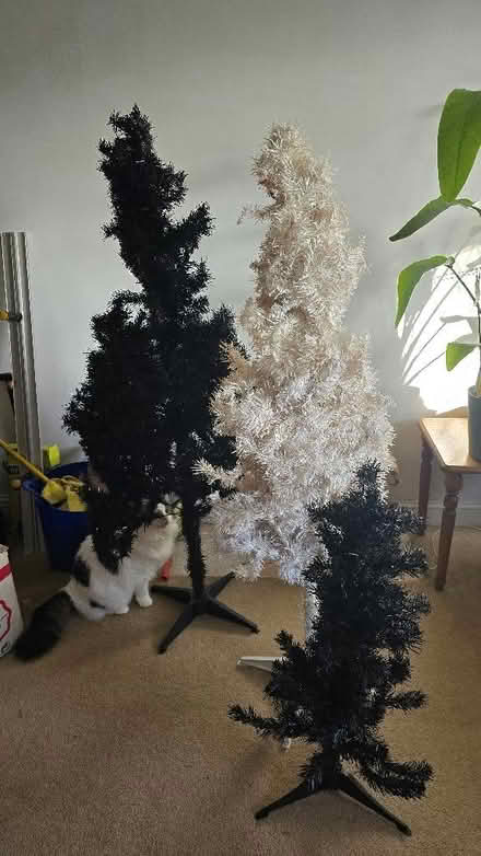 Photo of free Three Christmas trees (Morley DE21) #1