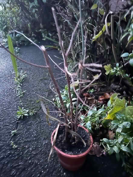 Photo of free House plant (Gaurlford WR14) #1
