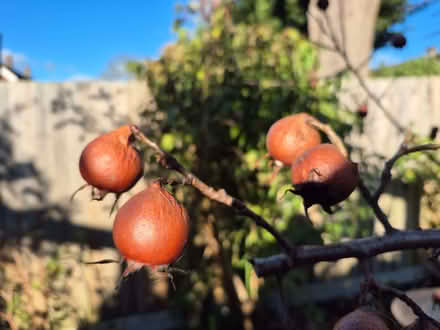 Photo of free Medlar fruit - can be used to make medlar jelly or cheese (Wokingham RG40) #1