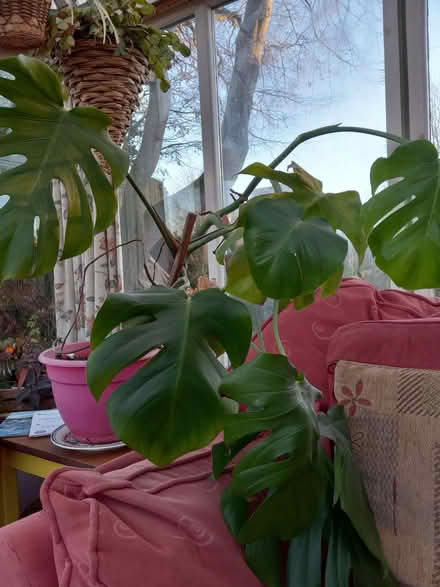 Photo of free Swiss Cheese Plant (Arncroach KY10) #1