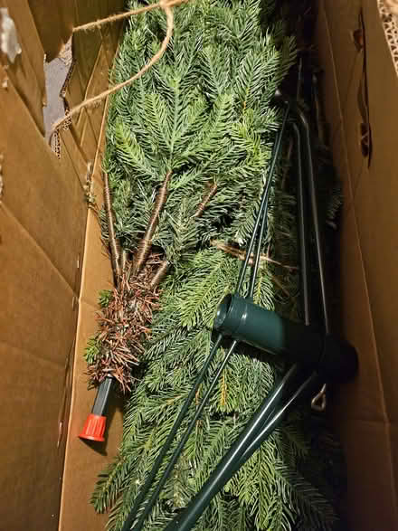 Photo of free Christmas Tree B - 6ft (Henbury BS10) #3
