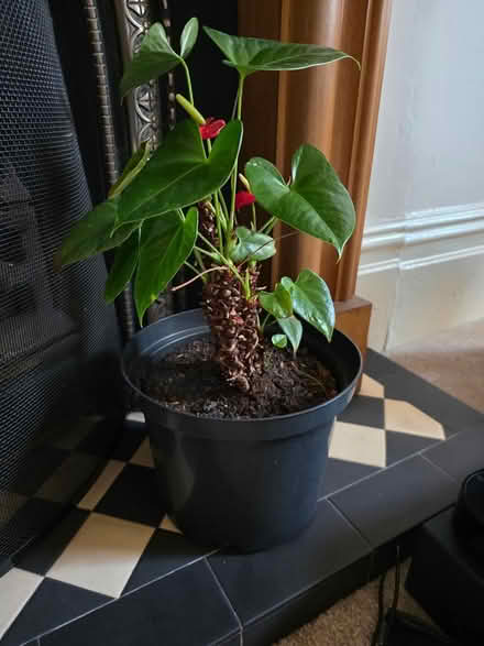 Photo of free 2 Plants (Prestwich, M25) #1