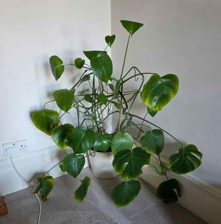 Photo of free 2 Plants (Prestwich, M25) #2