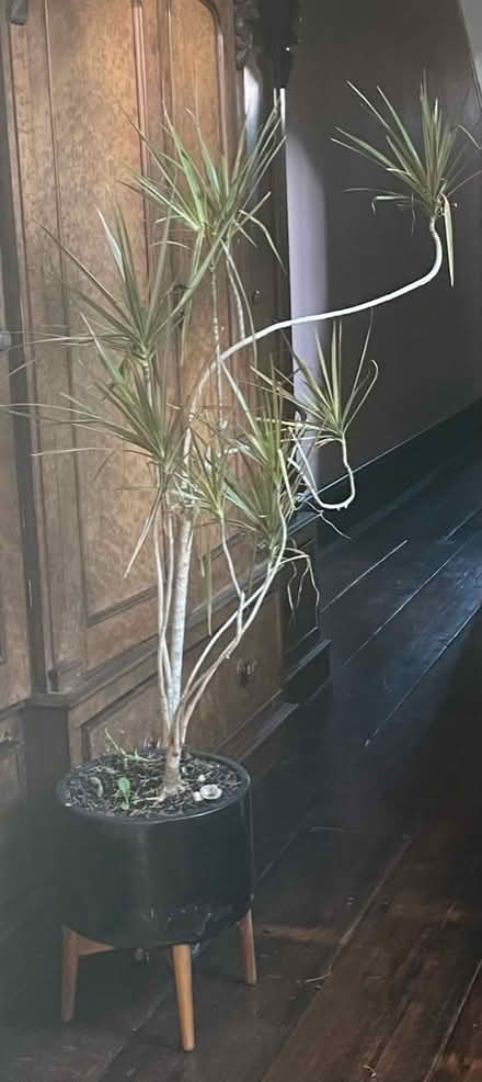 Photo of free dracena plant in a nice pot on legs (North Tonbridge TN10) #1
