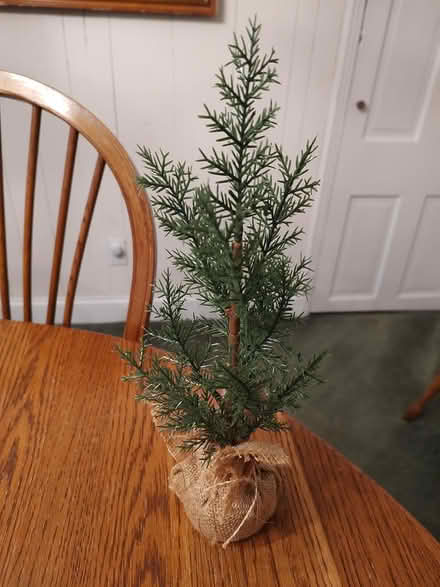 Photo of free 12" tree (Odenton) #1