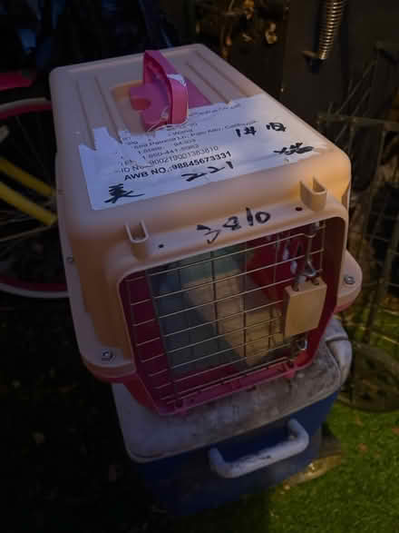 Photo of free Dog and Cat Items (West San Jose 95128) #1