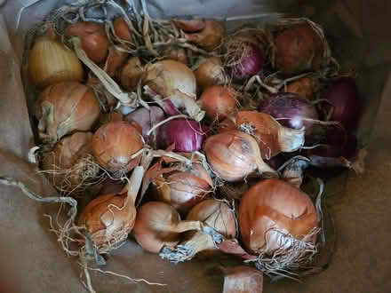 Photo of free Brown and Red organic onions (Henbury BS10) #1