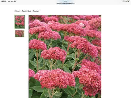 Photo of free Outdoors plants (Northwest Seattle, phinney) #3