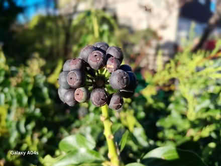 Photo of free Evergreens for wreaths etc (OX10 Cholsey) #4
