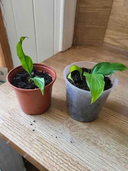 Photo of free House plants (Liberton EH16) #4