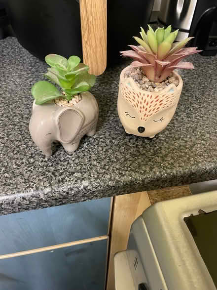 Photo of free 2 artificial plants (Southdown) #1