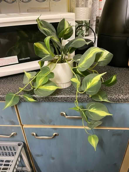 Photo of free Artificial trailing plant (Southdown) #1