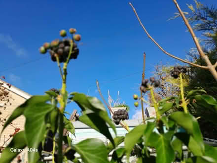 Photo of free Evergreens for wreaths etc (OX10 Cholsey) #3