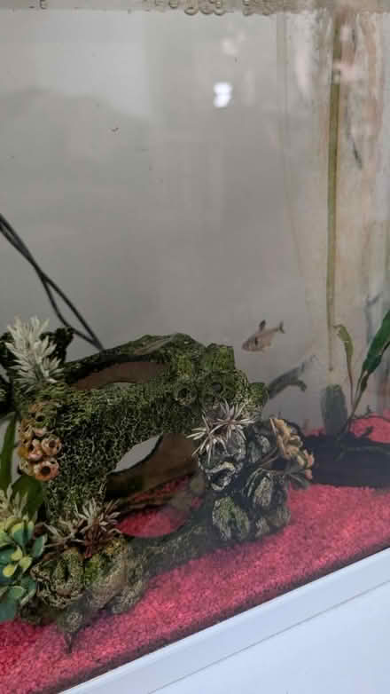 Photo of free Fish Tank 30l with accessories (Ha4) #4