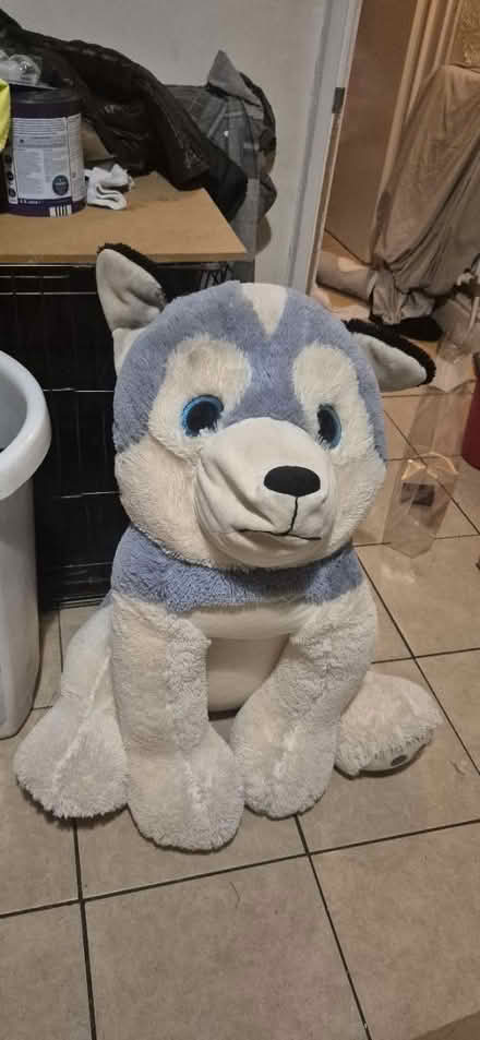 Photo of free Large plush husky (Castleford) #1