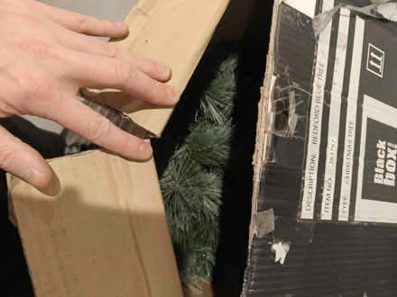 Photo of free 7ft Redwood Blue Christmas Tree (Ramsbottom BL0) #3