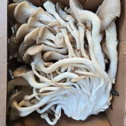 Photo of free Mushrooms - Organic (Chiquita Av MtnVw) #1