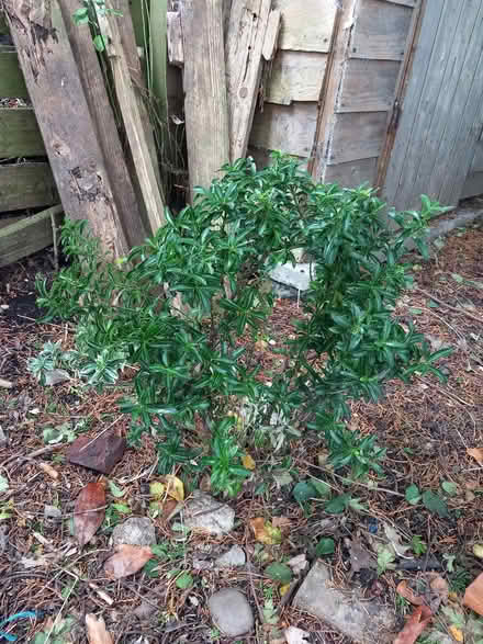 Photo of free Euonymus plant (Bare LA4) #1
