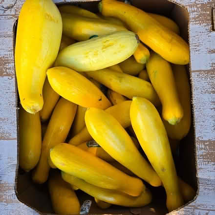 Photo of free Yellow Squash (Chiquita Av MtnVw) #1