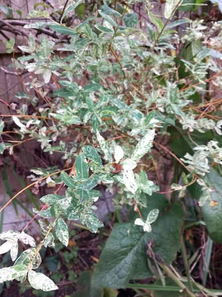 Photo of free Variegated plant, standard (Bare LA4) #1