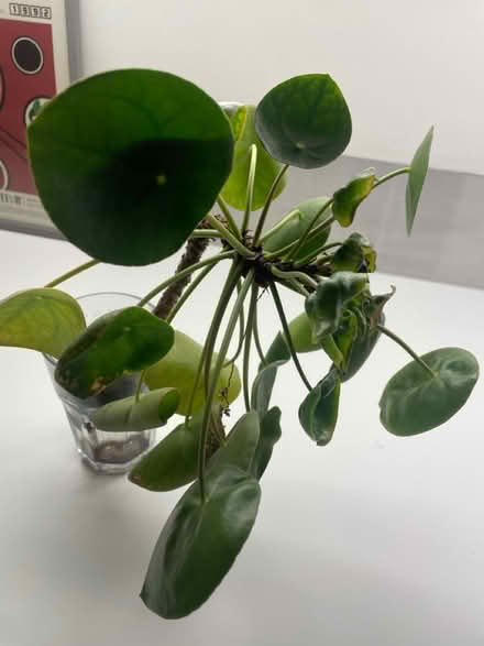 Photo of free Assortment of young succulents (Woodingdean) #4