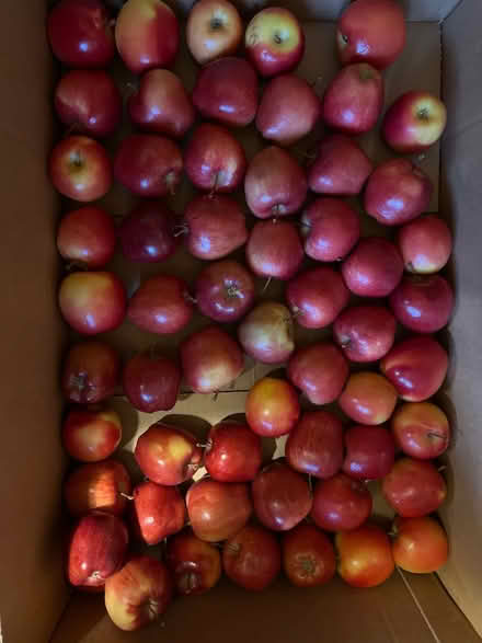 Photo of free Apples (Lake City/Meadowbrook) #1