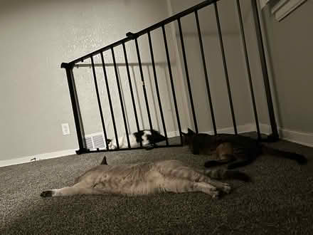 Photo of free Low profile twin frame (Roseville, Mn) #1