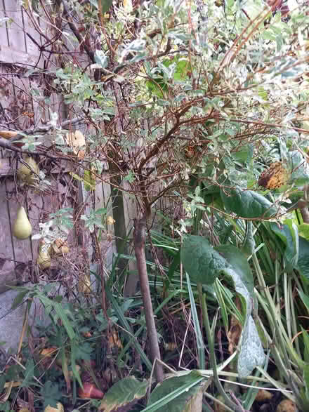 Photo of free Variegated plant, standard (Bare LA4) #2