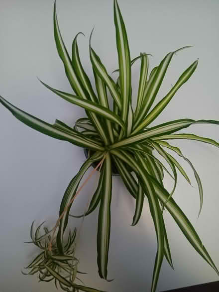 Photo of free Spider plant (Knaphill GU21) #1
