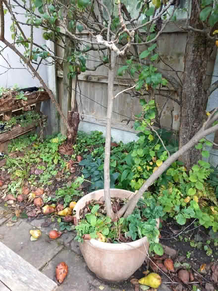 Photo of free Fig tree in a pot (Bare LA4) #1