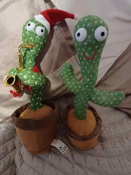 Photo of free Two talking catus (Malvern Link WR14) #1