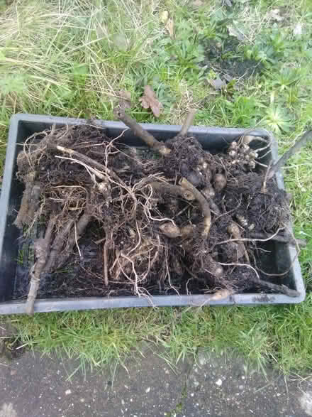 Photo of free Yacon crowns (Nomansland EX16) #1