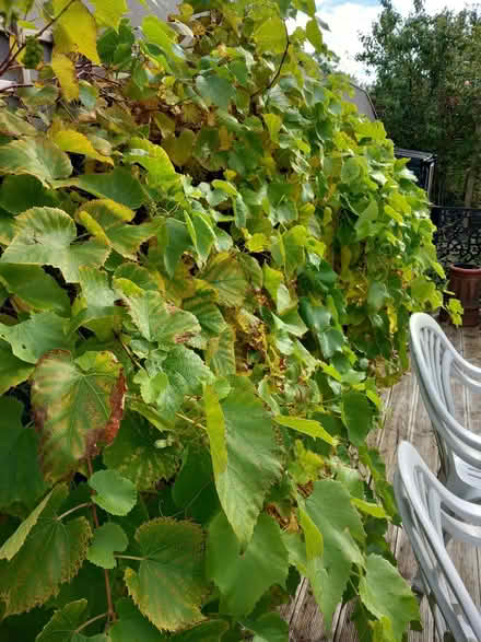 Photo of free Grape vine (Bare LA4) #1