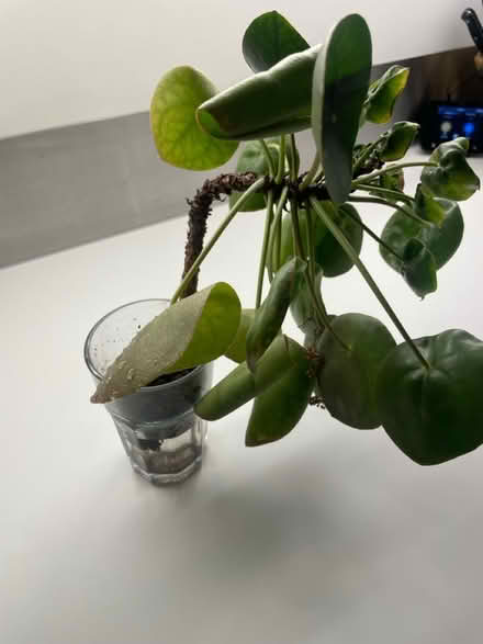 Photo of free Assortment of young succulents (Woodingdean) #3