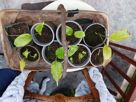 Photo of free Peace lily cuttings (Rainham ME8) #1