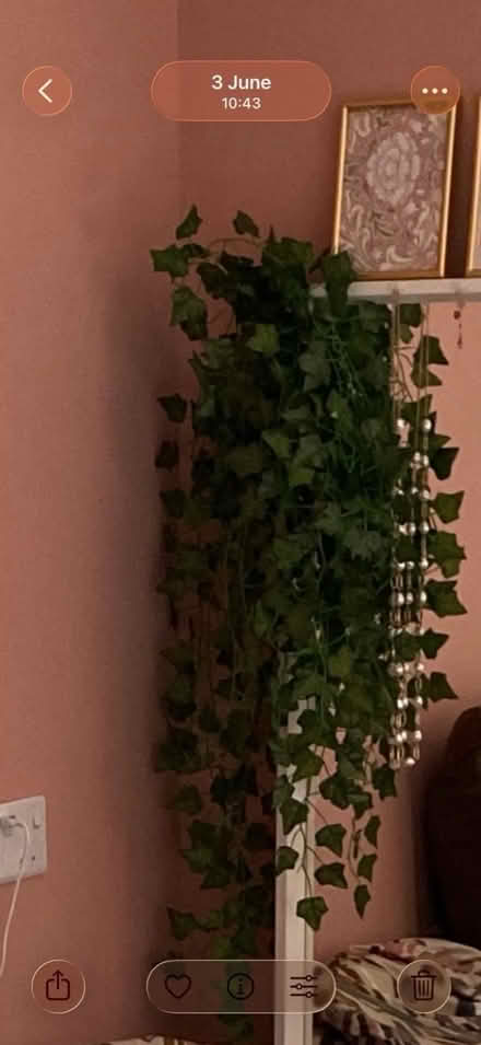 Photo of free Faux trailing ivy (Galgate LA2 0) #1