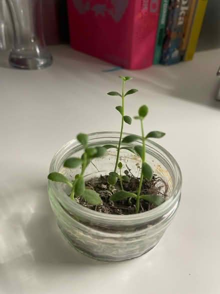 Photo of free Assortment of young succulents (Woodingdean) #2