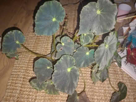 Photo of free Well established plant 🪴 (EH16, the inch) #2