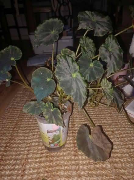 Photo of free Well established plant 🪴 (EH16, the inch) #1