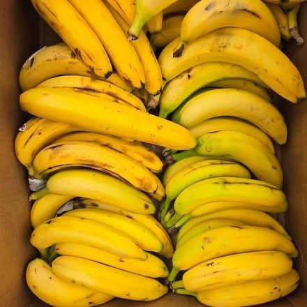 Photo of free Ripe Bananas (Chiquita Av MtnVw) #1