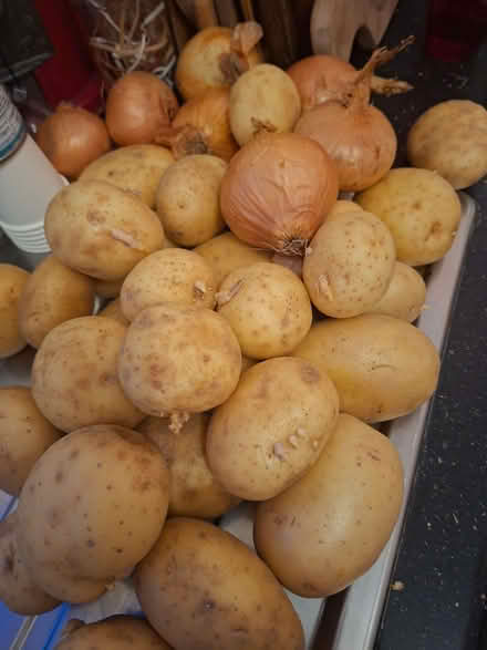 Photo of free Spuds, onion, apples and oranges (Tuckswood NR4) #1